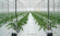 Агротекстиль Agrojutex белый 130г/м2 - 1x100м Агротекстиль Agrojutex белый 130г/м2 - 1x100м